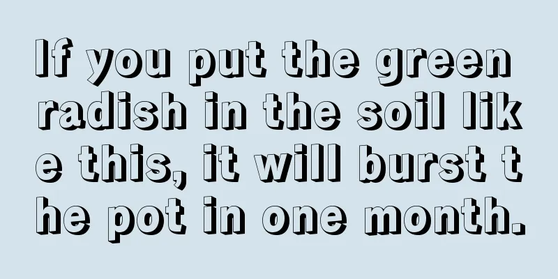 If you put the green radish in the soil like this, it will burst the pot in one month.