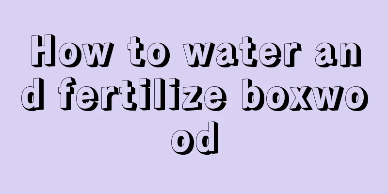 How to water and fertilize boxwood