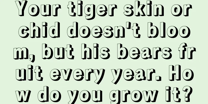 Your tiger skin orchid doesn't bloom, but his bears fruit every year. How do you grow it?