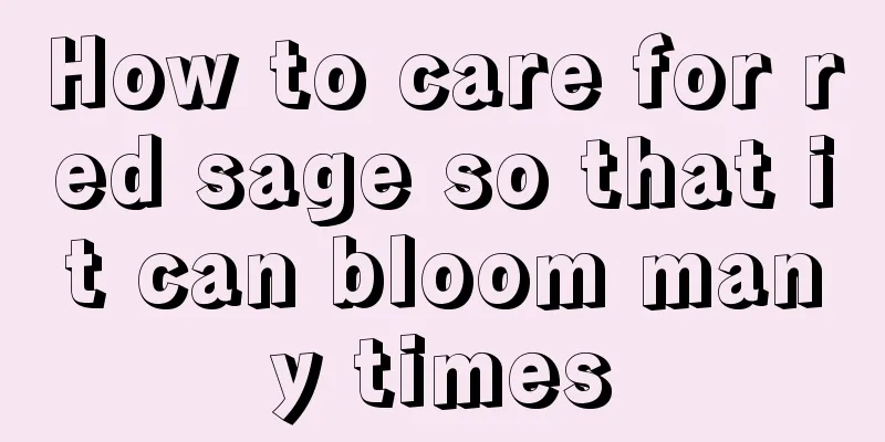 How to care for red sage so that it can bloom many times