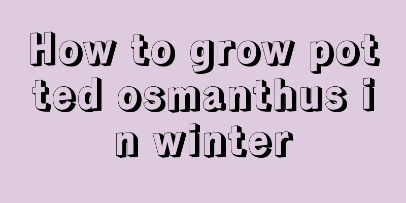 How to grow potted osmanthus in winter