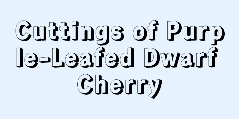 Cuttings of Purple-Leafed Dwarf Cherry