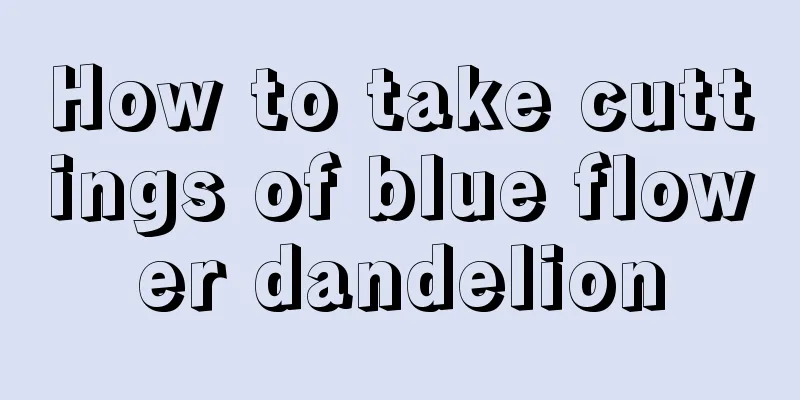 How to take cuttings of blue flower dandelion