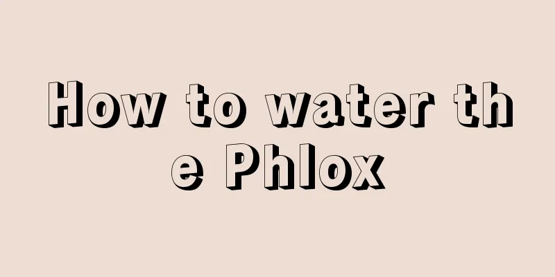 How to water the Phlox