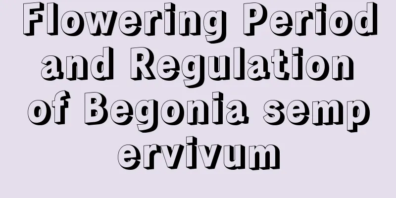 Flowering Period and Regulation of Begonia sempervivum