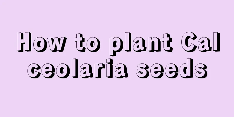 How to plant Calceolaria seeds