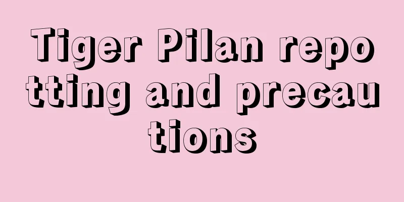 Tiger Pilan repotting and precautions