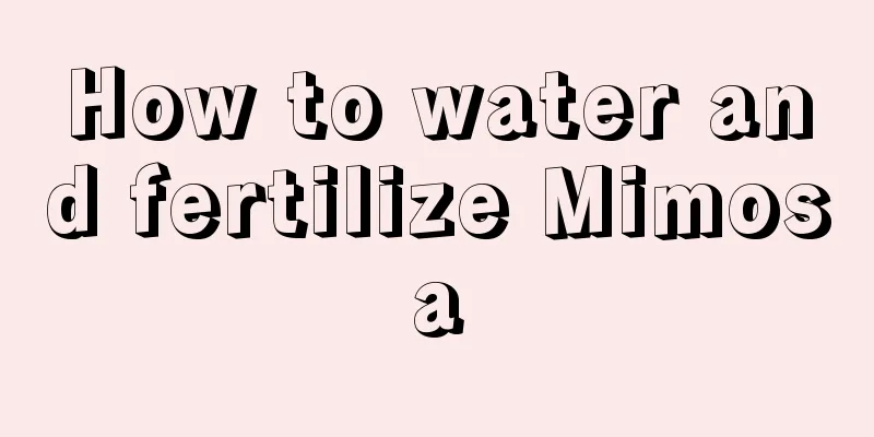 How to water and fertilize Mimosa