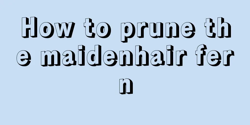 How to prune the maidenhair fern