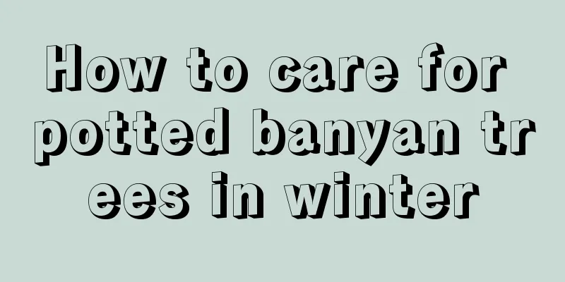 How to care for potted banyan trees in winter