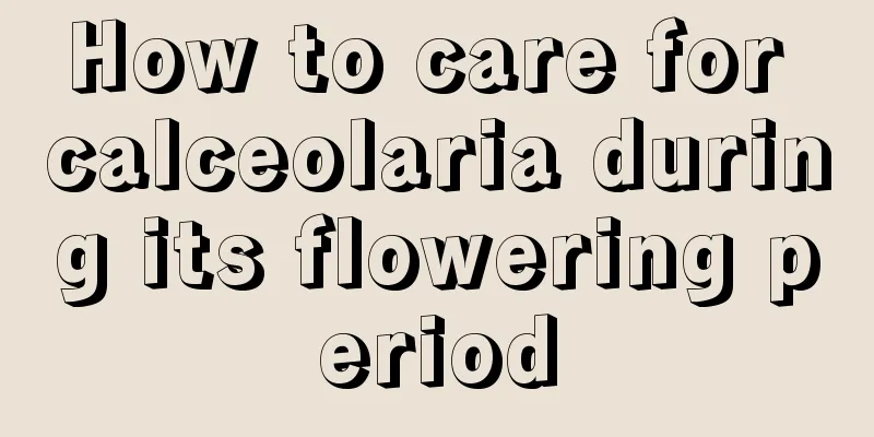 How to care for calceolaria during its flowering period