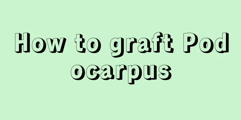 How to graft Podocarpus