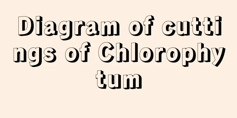 Diagram of cuttings of Chlorophytum