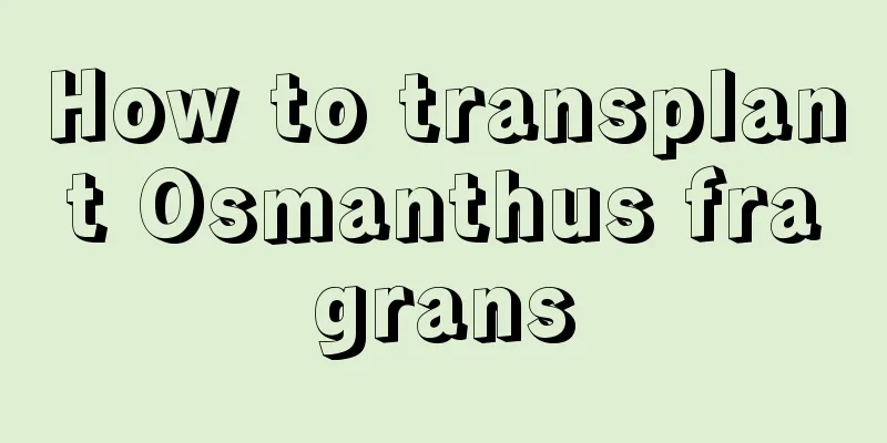 How to transplant Osmanthus fragrans