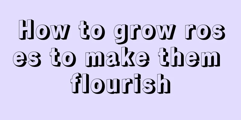 How to grow roses to make them flourish