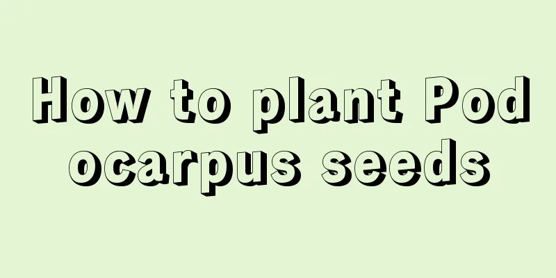 How to plant Podocarpus seeds