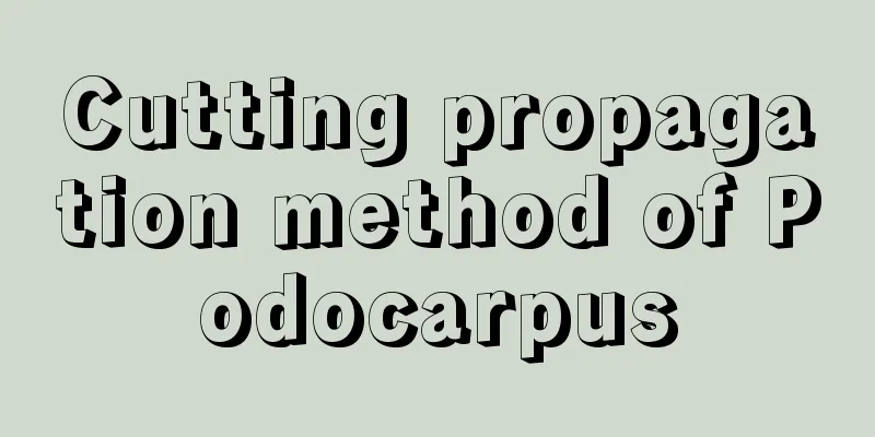 Cutting propagation method of Podocarpus