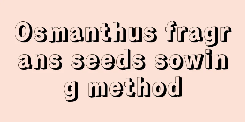 Osmanthus fragrans seeds sowing method