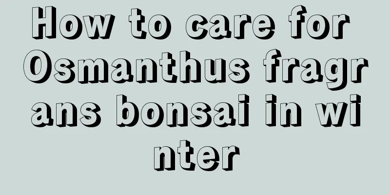 How to care for Osmanthus fragrans bonsai in winter