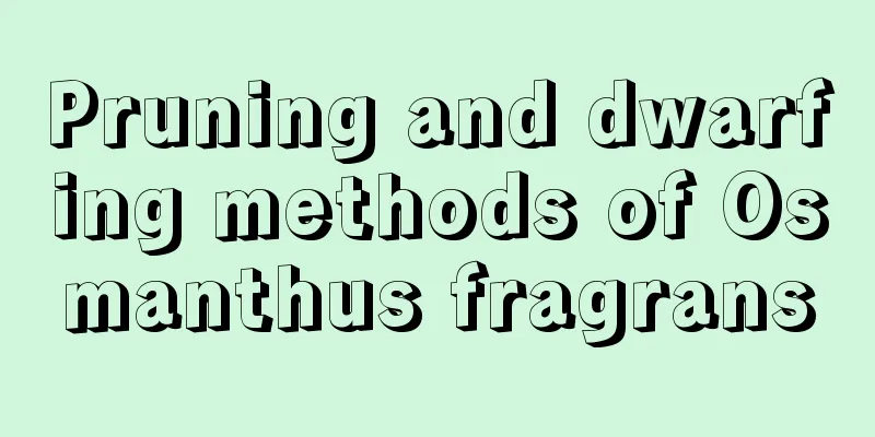 Pruning and dwarfing methods of Osmanthus fragrans