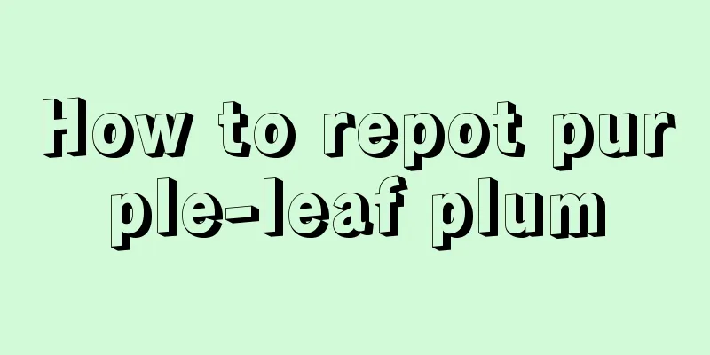 How to repot purple-leaf plum