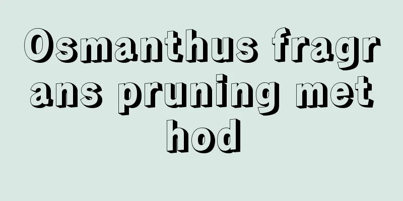 Osmanthus fragrans pruning method