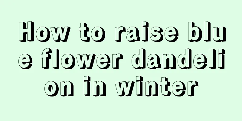 How to raise blue flower dandelion in winter