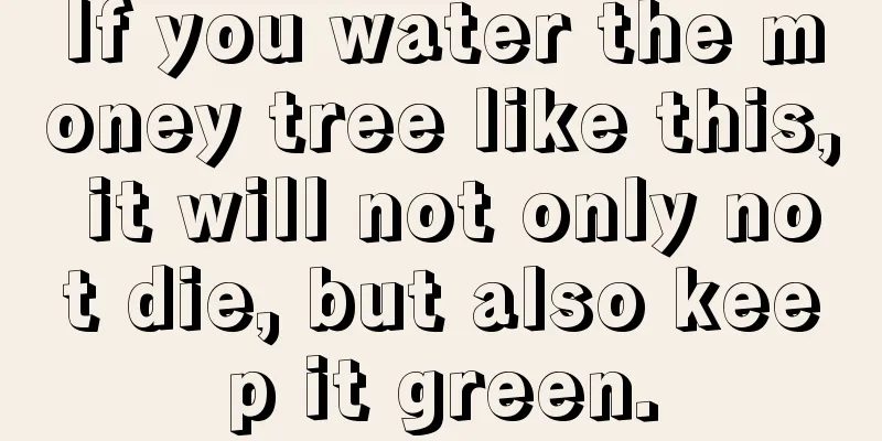 If you water the money tree like this, it will not only not die, but also keep it green.