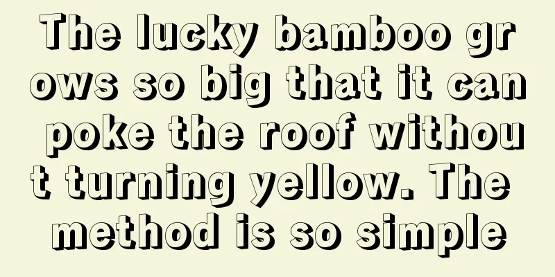 The lucky bamboo grows so big that it can poke the roof without turning yellow. The method is so simple