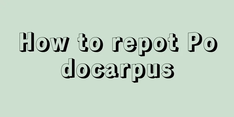 How to repot Podocarpus