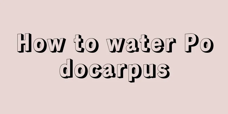 How to water Podocarpus