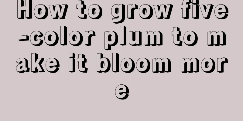 How to grow five-color plum to make it bloom more