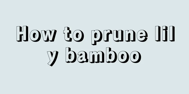 How to prune lily bamboo