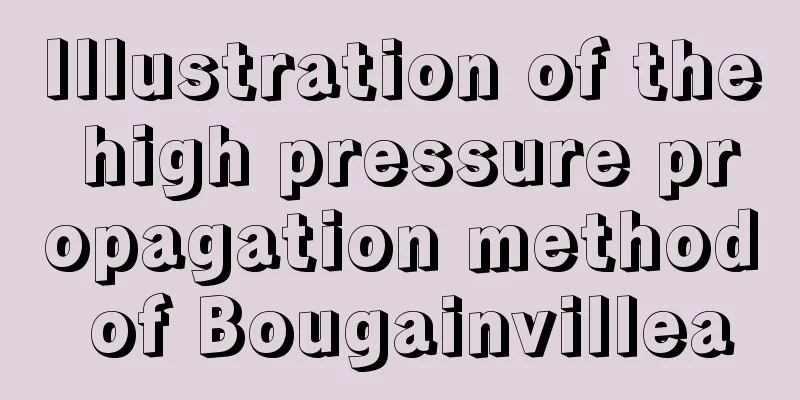 Illustration of the high pressure propagation method of Bougainvillea