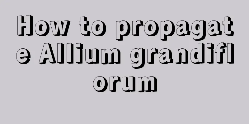 How to propagate Allium grandiflorum