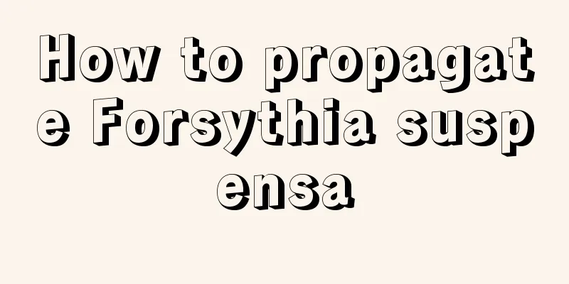 How to propagate Forsythia suspensa