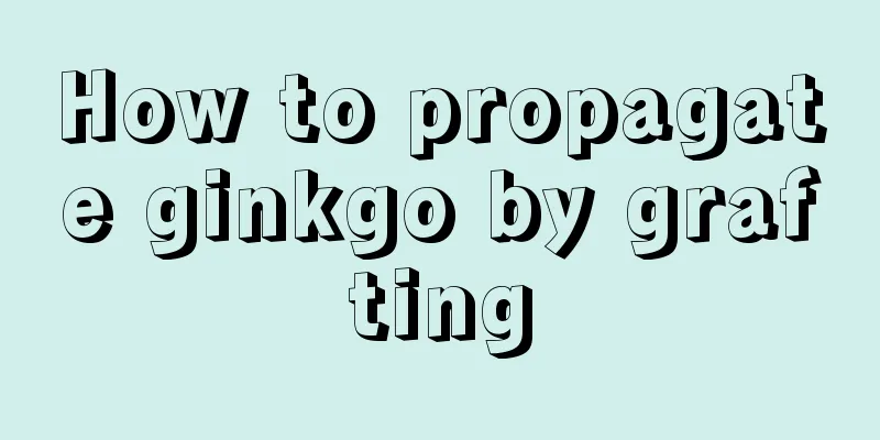 How to propagate ginkgo by grafting