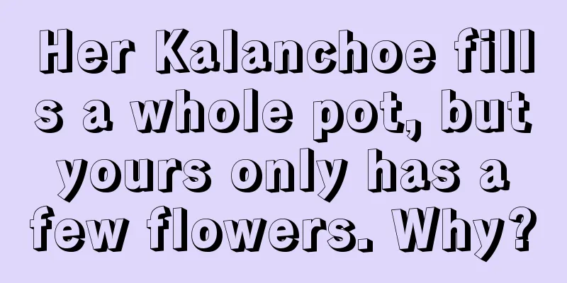 Her Kalanchoe fills a whole pot, but yours only has a few flowers. Why?