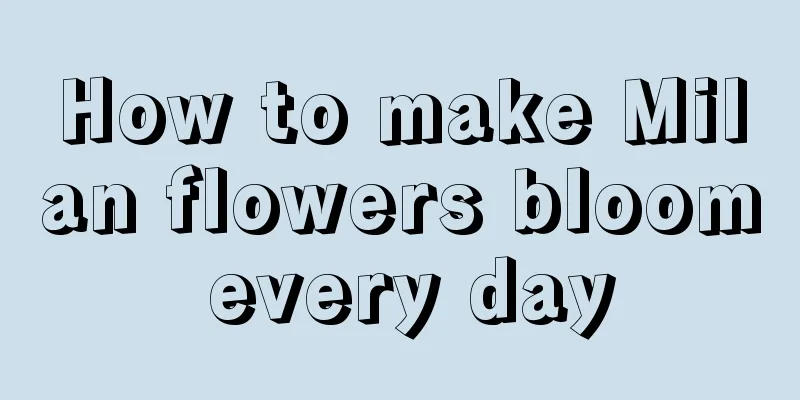 How to make Milan flowers bloom every day