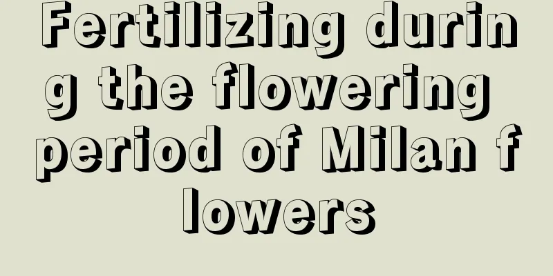 Fertilizing during the flowering period of Milan flowers