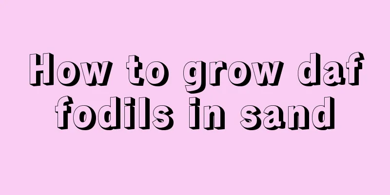 How to grow daffodils in sand