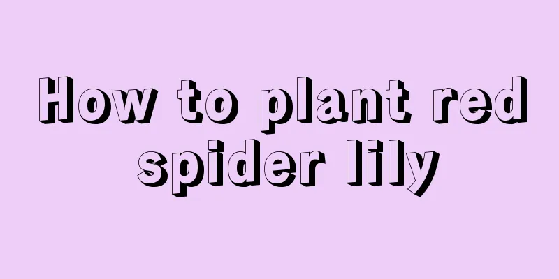 How to plant red spider lily