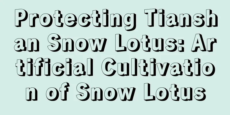 Protecting Tianshan Snow Lotus: Artificial Cultivation of Snow Lotus