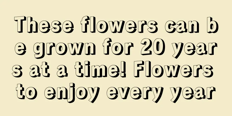 These flowers can be grown for 20 years at a time! Flowers to enjoy every year