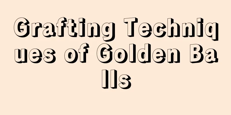 Grafting Techniques of Golden Balls