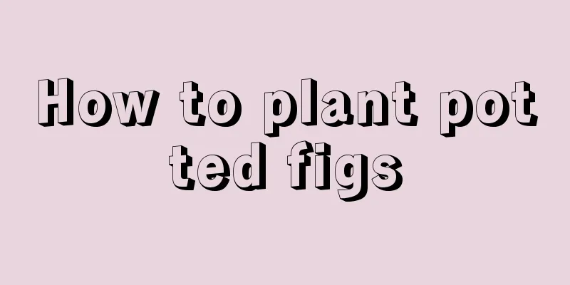 How to plant potted figs