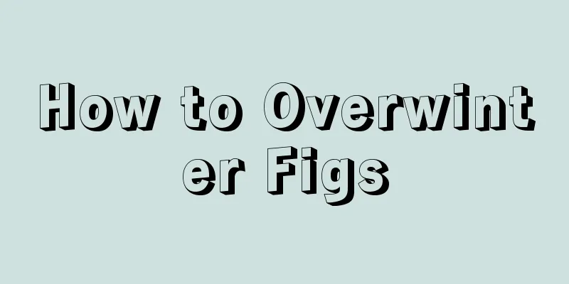 How to Overwinter Figs