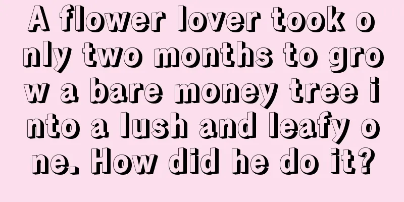 A flower lover took only two months to grow a bare money tree into a lush and leafy one. How did he do it?