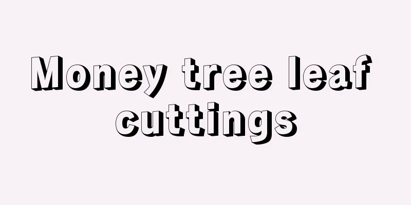 Money tree leaf cuttings