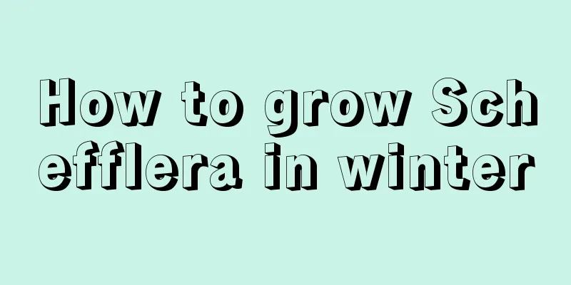 How to grow Schefflera in winter